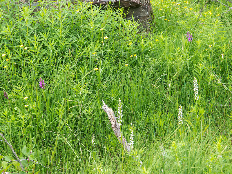 Dactylorhiza majalis subsp. praetermissa (Southern Marsh orchid)