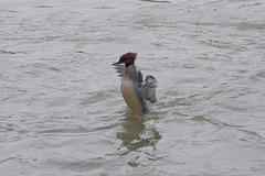 BESANCON: Le harle bièvre (Mergus merganser).