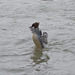 BESANCON: Le harle bièvre (Mergus merganser).