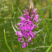 Dactylorhiza majalis subsp. praetermissa (Southern Marsh orchid)