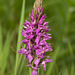 Dactylorhiza majalis subsp. praetermissa (Southern Marsh orchid)