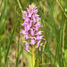 Dactylorhiza majalis subsp. praetermissa (Southern Marsh orchid)