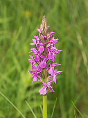 Dactylorhiza majalis subsp. praetermissa (Southern Marsh orchid)