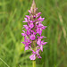 Dactylorhiza majalis subsp. praetermissa (Southern Marsh orchid)