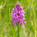 Dactylorhiza majalis subsp. praetermissa (Southern Marsh orchid)