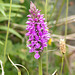 Dactylorhiza majalis subsp. praetermissa (Southern Marsh orchid)