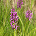 Dactylorhiza majalis subsp. praetermissa (Southern Marsh orchid)