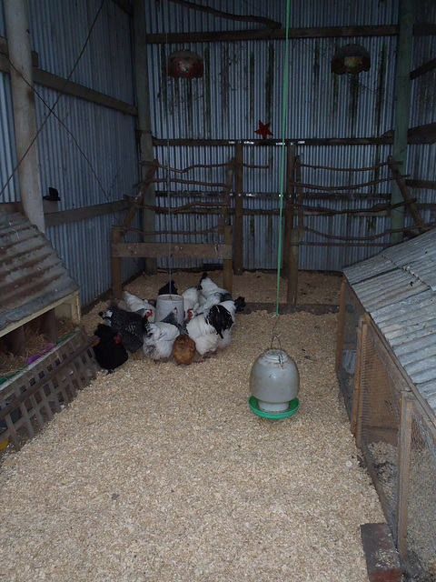 fresh litter in chookhouse