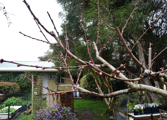 nectarine blossom