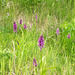 Dactylorhiza majalis subsp. praetermissa (Southern Marsh orchid)