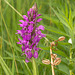 Dactylorhiza majalis subsp. praetermissa (Southern Marsh orchid)