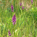 Dactylorhiza majalis subsp. praetermissa (Southern Marsh orchid)