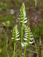 Spiranthes romanzoffiana (Hooded Ladies'-tresses orchid)