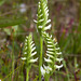 Spiranthes romanzoffiana (Hooded Ladies'-tresses orchid)