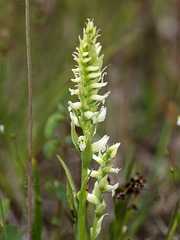Spiranthes romanzoffiana (Hooded Ladies'-tresses orchid)