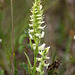 Spiranthes romanzoffiana (Hooded Ladies'-tresses orchid)