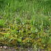 Platanthera dilatata var. dilatata (White Bog orchid or Scentbottle orchid)