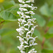 Platanthera dilatata var. dilatata (White Bog orchid or Scentbottle orchid)