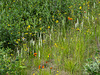 Platanthera dilatata var. dilatata (White Bog orchid or Scentbottle orchid)