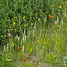 Platanthera dilatata var. dilatata (White Bog orchid or Scentbottle orchid)