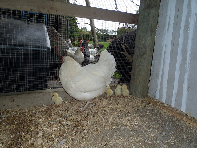 white hen & her chicks