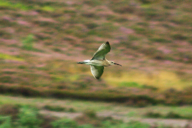 Curlew