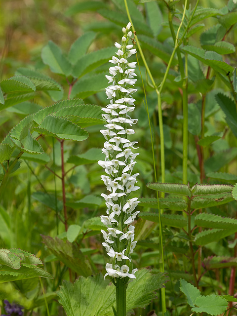 Platanthera dilatata var. dilatata (White Bog orchid or Scentbottle orchid)