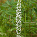 Platanthera dilatata var. dilatata (White Bog orchid or Scentbottle orchid)