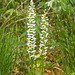 Platanthera dilatata var. dilatata (White Bog orchid or Scentbottle orchid)