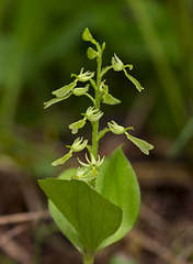 Listera convallariodes (Broad-leaved Twayblade orchid)