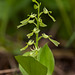 Listera convallariodes (Broad-leaved Twayblade orchid)