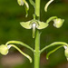 Platanthera orbiculata (Lesser Pad-leaved orchid)