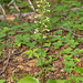 Platanthera orbiculata (Lesser Pad-leaved orchid)