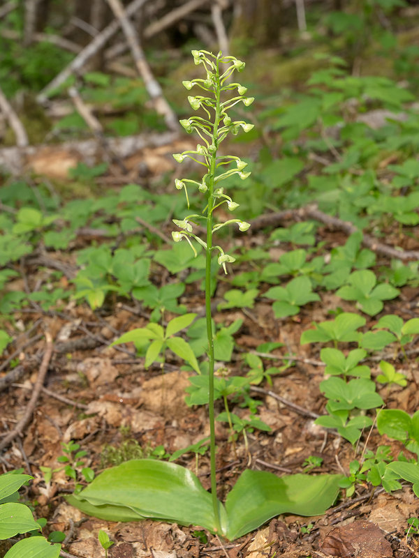 Platanthera orbiculata (Lesser Pad-leaved orchid)