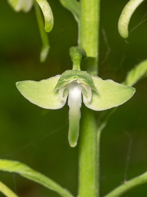 Platanthera orbiculata (Lesser Pad-leaved orchid)