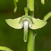 Platanthera orbiculata (Lesser Pad-leaved orchid)