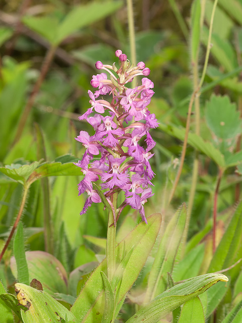 Platanthera psycodes (Small Purple Fringed orchid)