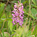 Platanthera psycodes (Small Purple Fringed orchid)