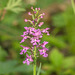 Platanthera psycodes (Small Purple Fringed orchid)