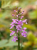 Platanthera psycodes (Small Purple Fringed orchid)