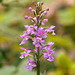 Platanthera psycodes (Small Purple Fringed orchid)