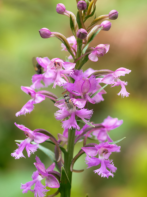 Platanthera psycodes (Small Purple Fringed orchid)