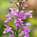 Platanthera psycodes (Small Purple Fringed orchid)