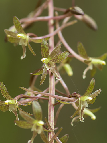 Tipularia discolor (Crane-fly orchid)