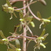 Tipularia discolor (Crane-fly orchid)