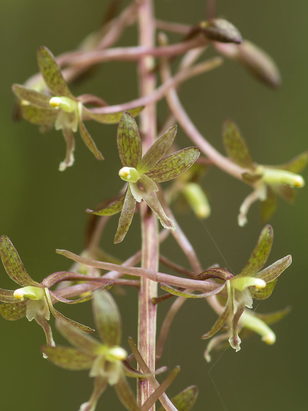 Tipularia discolor (Crane-fly orchid)