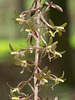Tipularia discolor (Crane-fly orchid)