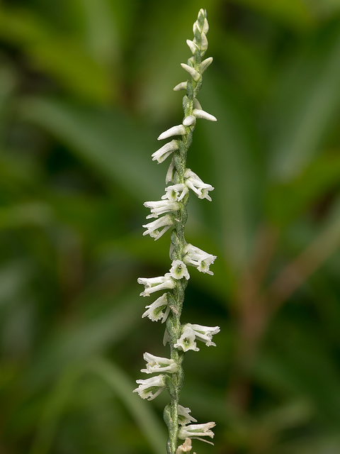 Spiranthes lacera var. gracilis (Northern Slender Ladies'-tresses orchid)