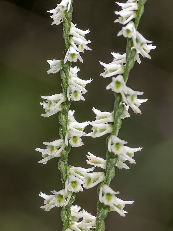 Spiranthes lacera var. gracilis (Northern Slender Ladies'-tresses orchid)