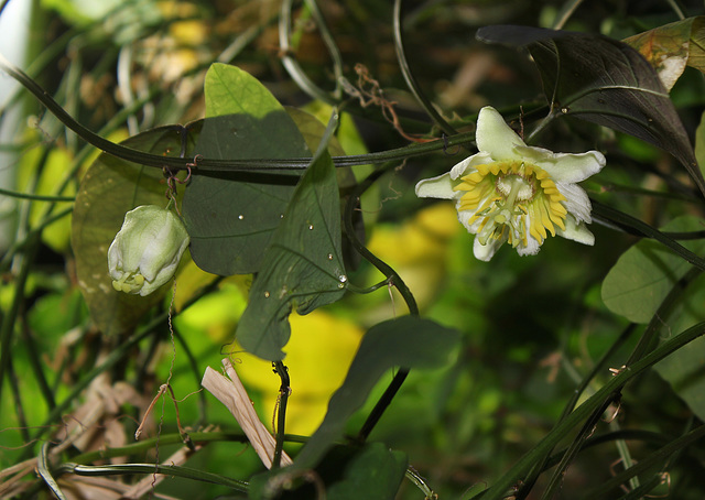 Passiflora biflora